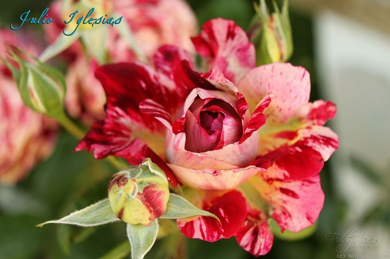 'Julio Iglesias ® (floribunda, Meilland, 2004)' rose photo