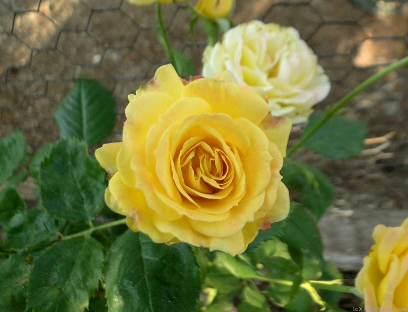 'Garden Fun' rose photo
