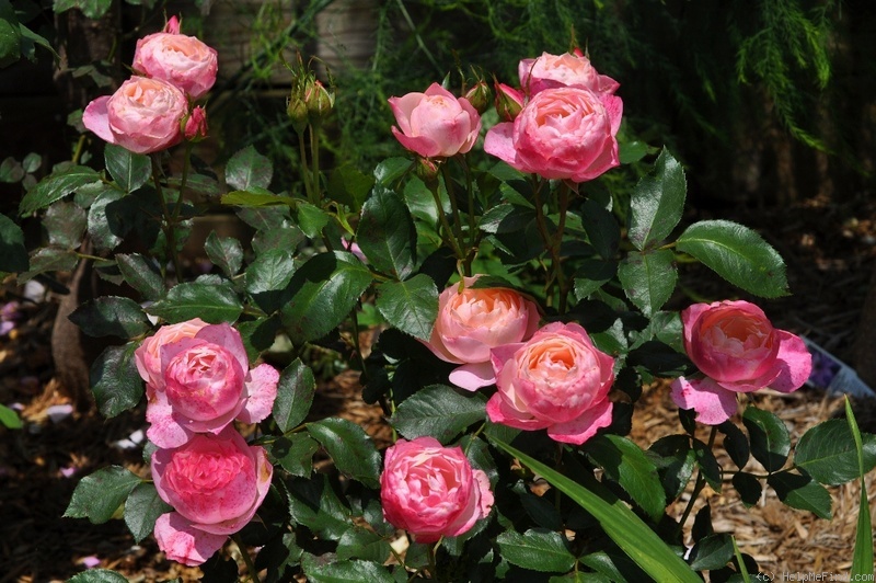 'Dolcezza ® (floribunda, Barni, 2008)' rose photo