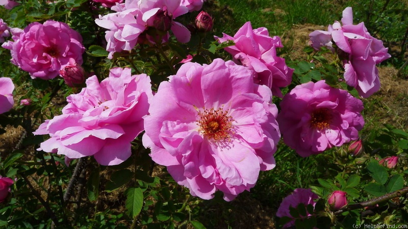 'Milevsko' rose, click to enlarge 'Milevsko' rose photo