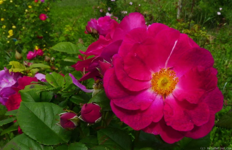 'Aschersoniana' rose photo
