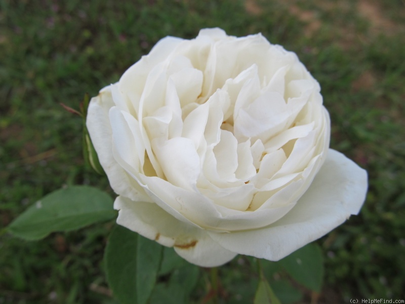 'Countess of Wessex' rose photo