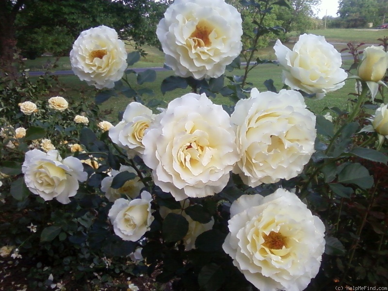 'White Licorice™ (Floribunda, Bedard, 2009)' rose photo