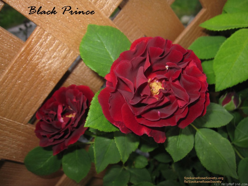 'Black Prince (hybrid perpetual, Paul, 1865)' rose photo