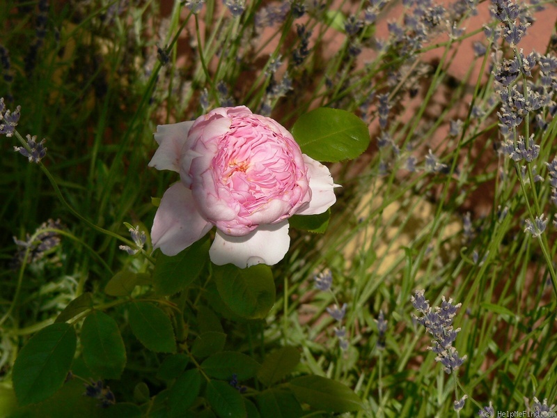 'Rosenfaszination (floribunda, Schultheis, 2011)' rose photo