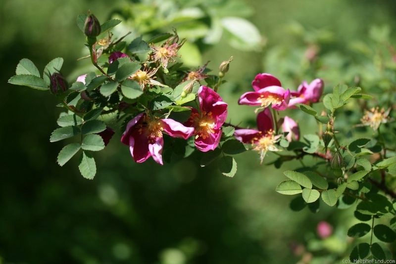 'Single Red (spinosissima)' rose photo