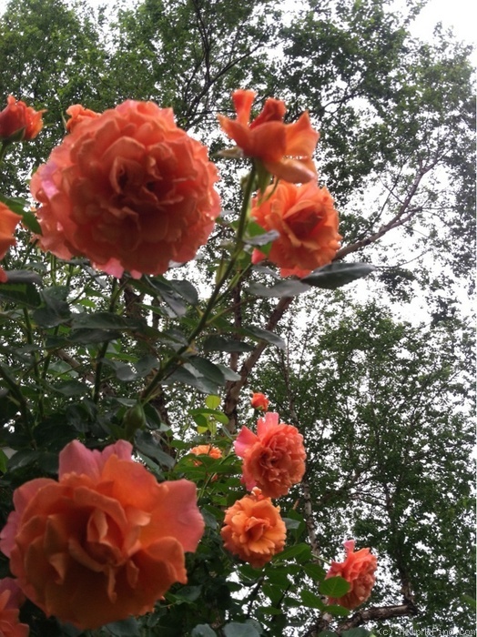 'Easy Does It ®' rose photo