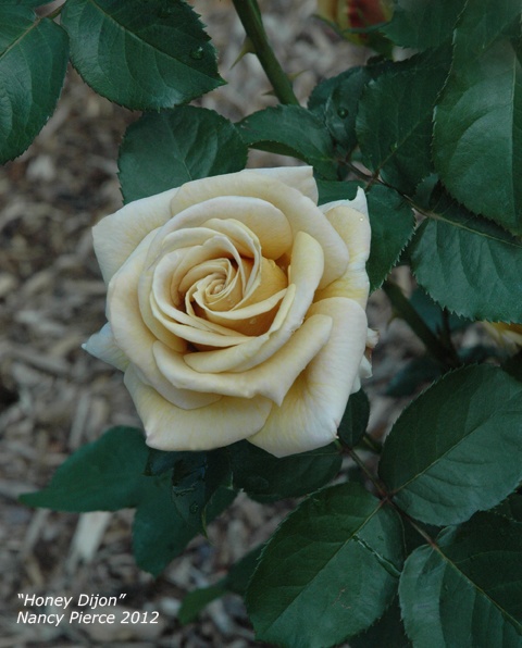 'Honey Dijon ™ (hybrid tea, Sproul 2003)' rose photo