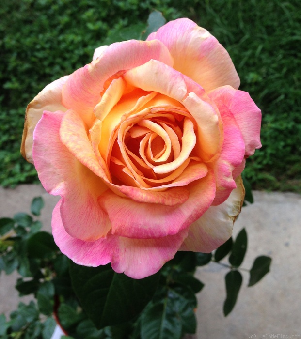 'Chicago Peace' rose photo