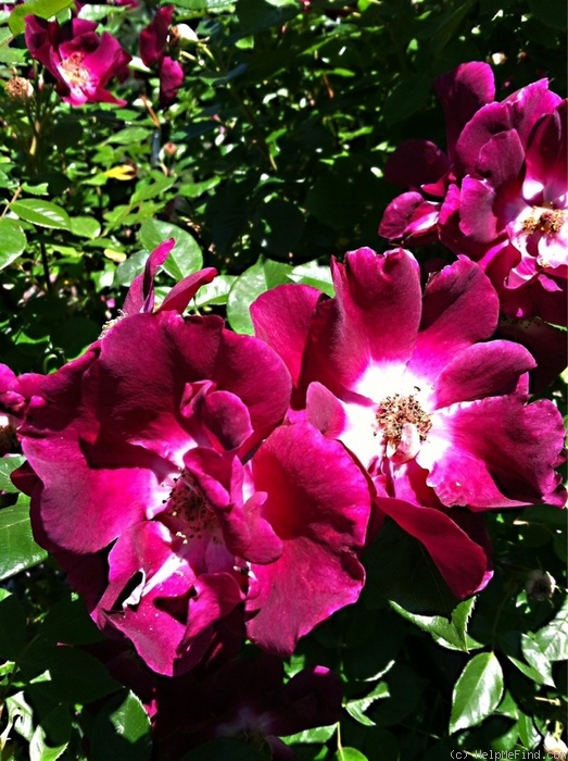 'Night Owl ™' rose photo