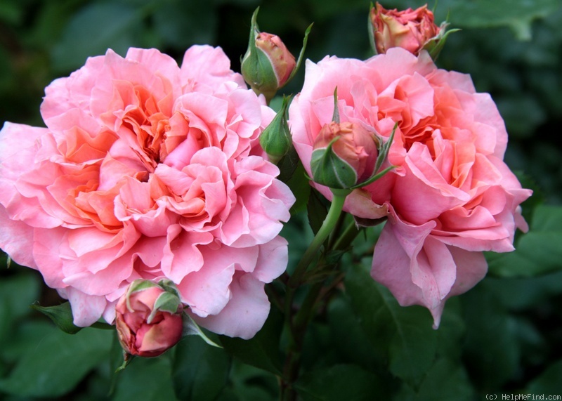 'Antoine de Caunes ®' rose photo