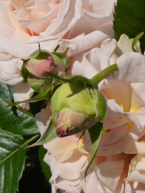 'Hermann Schulze-Delitzsch' rose photo
