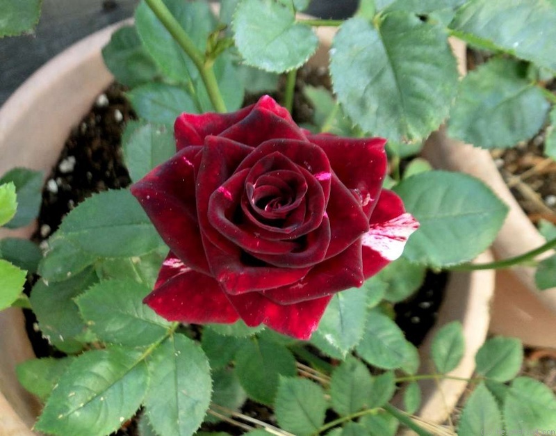 'Vampire' rose photo