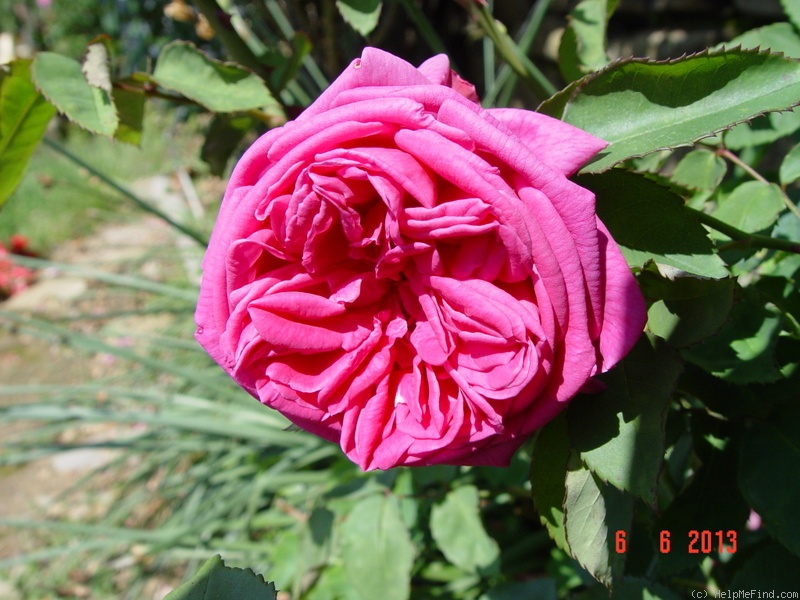 'Madame Isaac Pereire (Bourbon, Garcon, 1876)' rose photo