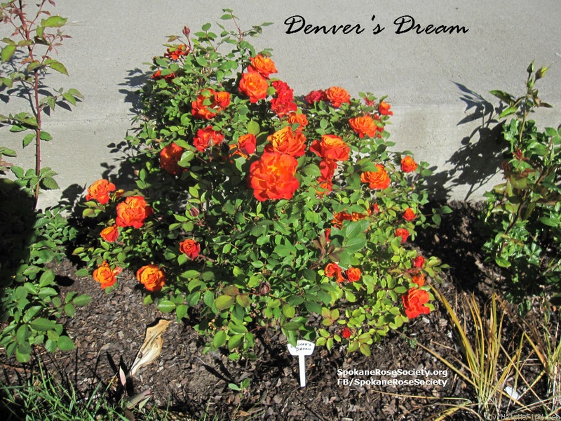 'Denver's Dream™ (Miniature, Saville, before 1994)' rose photo