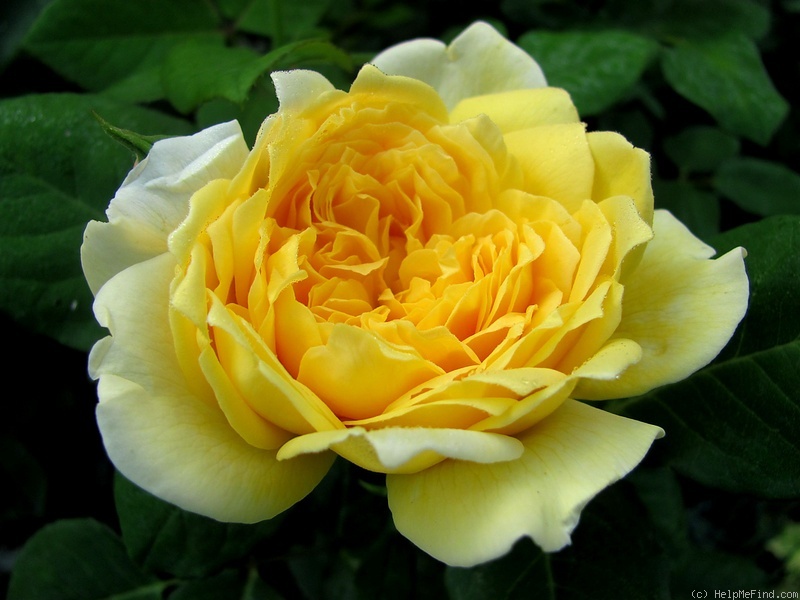 'Joëlle Marouani ®' rose photo