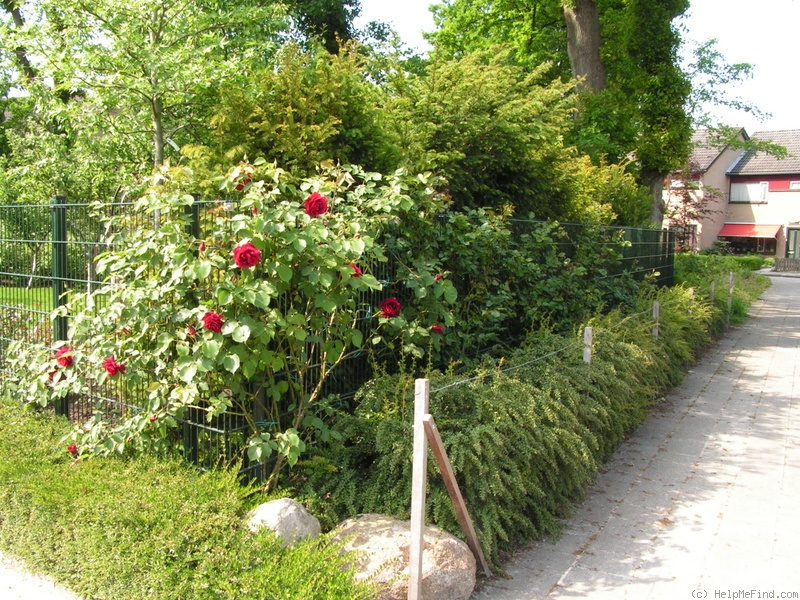 'Étoile de Hollande, Cl.' rose photo