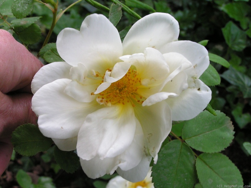 'Nevada (shrub, Dot, 1927)' rose photo