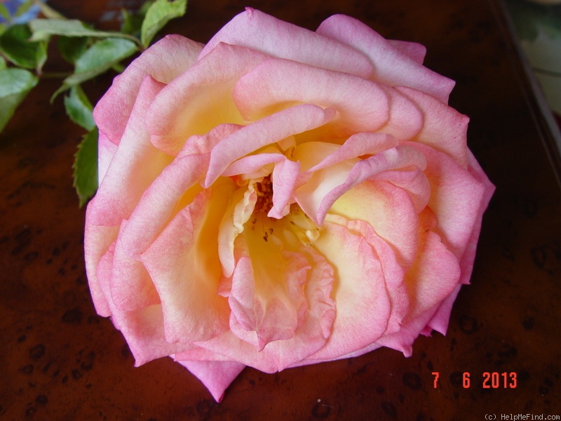 'Kraljica Marija' rose photo