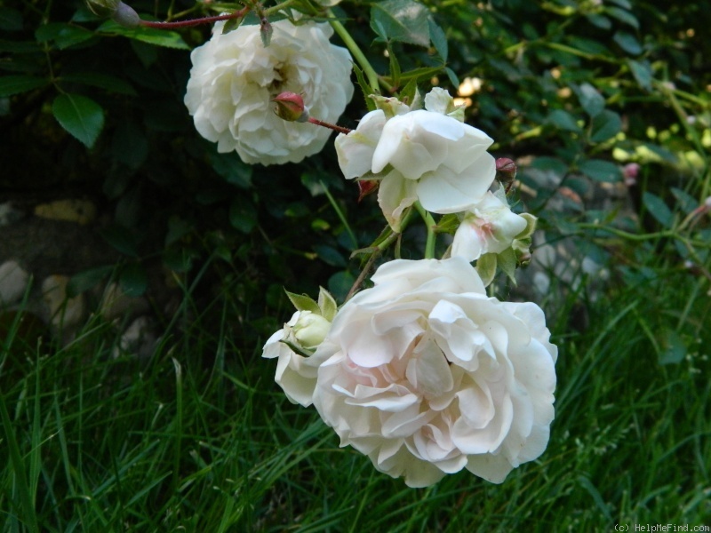 'Big White Fairy' rose photo