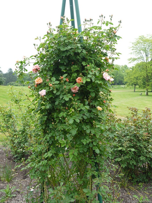 'Aurora (climber, Kordes, 1956)' rose photo