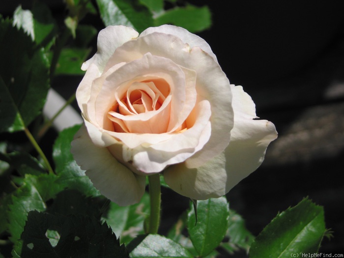 'Prairie Sunrise (Shrub, Buck, 1992)' rose photo