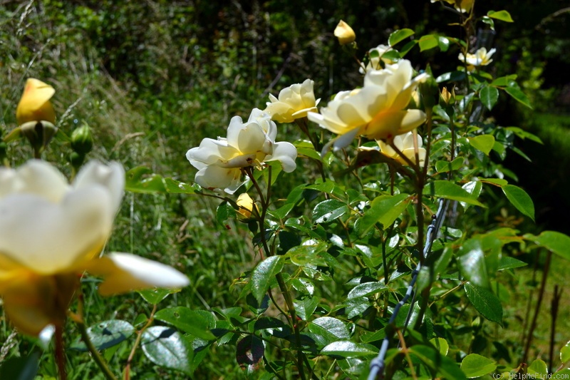 'City of York' rose photo