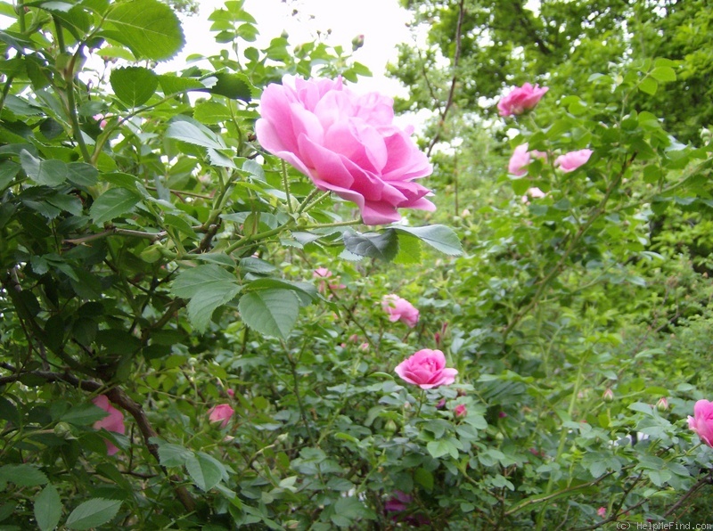 'Cape Diamond™' rose photo