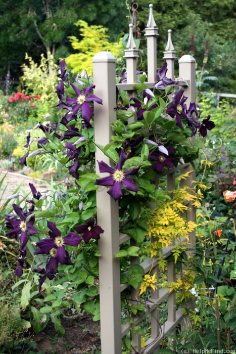 'Romantika' clematis photo