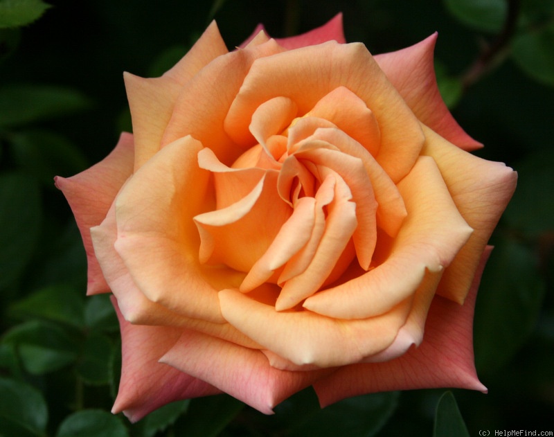 'Hot Romance' rose photo