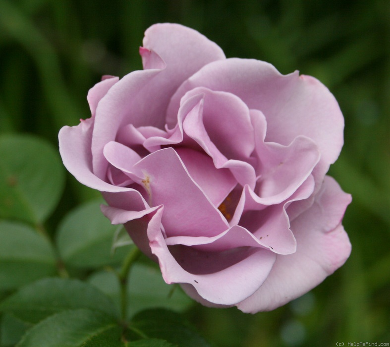 'Blueberry Hill ™' rose photo