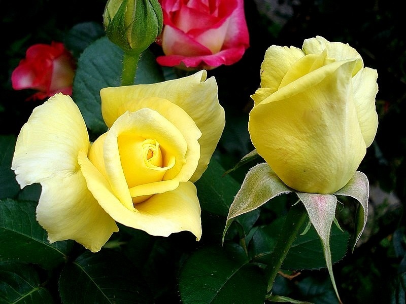 'Bernard Hinault ®' rose photo