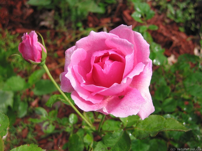 'Simon Estes' rose photo