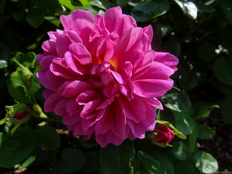'Princess Anne ®' rose photo