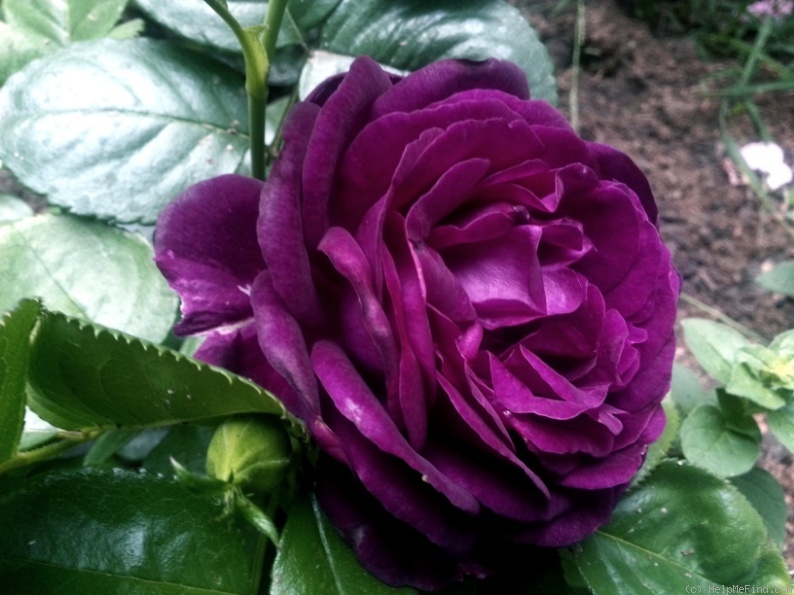 'Twilight Zone (grandiflora, Carruth 2011)' rose photo