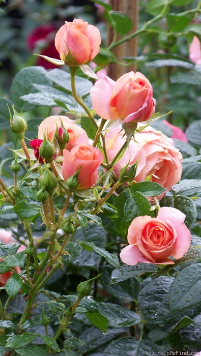 'Bengali (floribunda, Kordes 2000/10)' rose photo