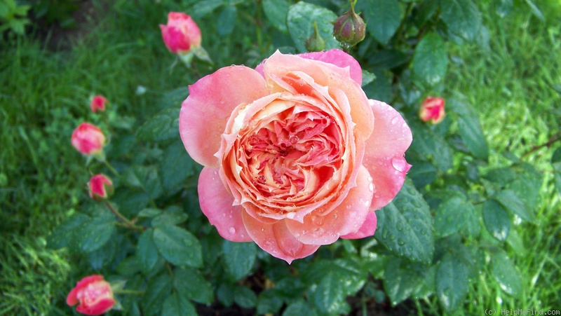 'Queen of Hearts ® (floribunda, Kordes, 2000/08)' rose photo