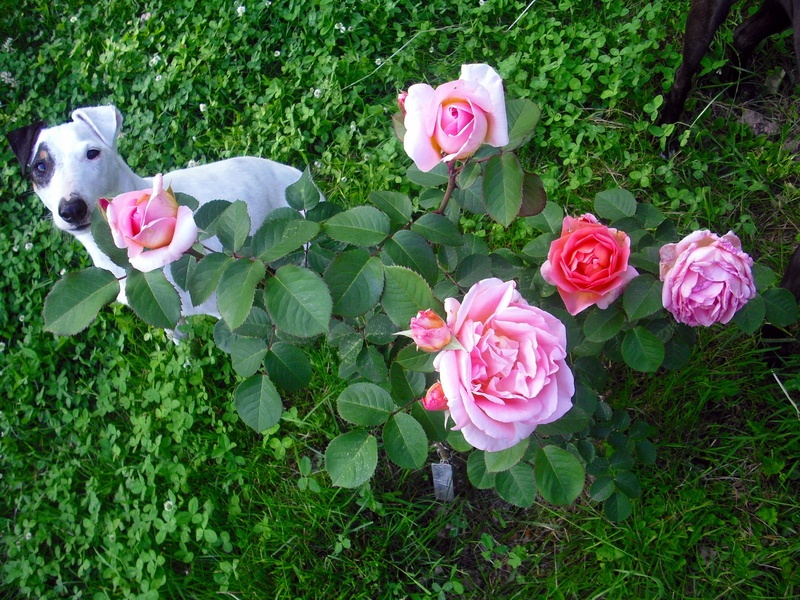 'Janine's Rose Garden'  photo