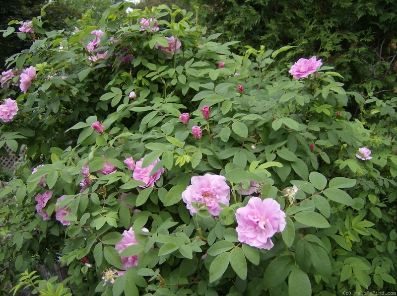 'Thérèse Bugnet (Rugosa, Bugnet, 1941)' rose photo