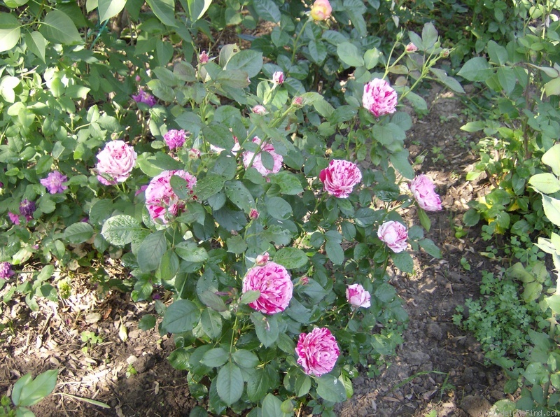 'Scentimental ™ (floribunda, Carruth 1996)' rose photo
