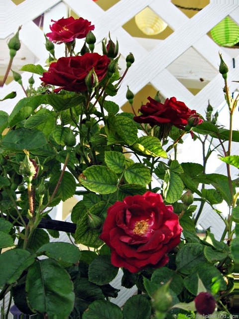 'Blaze Improved' rose photo