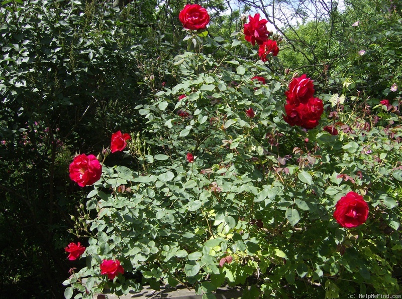 'Ramblin' Red' rose photo