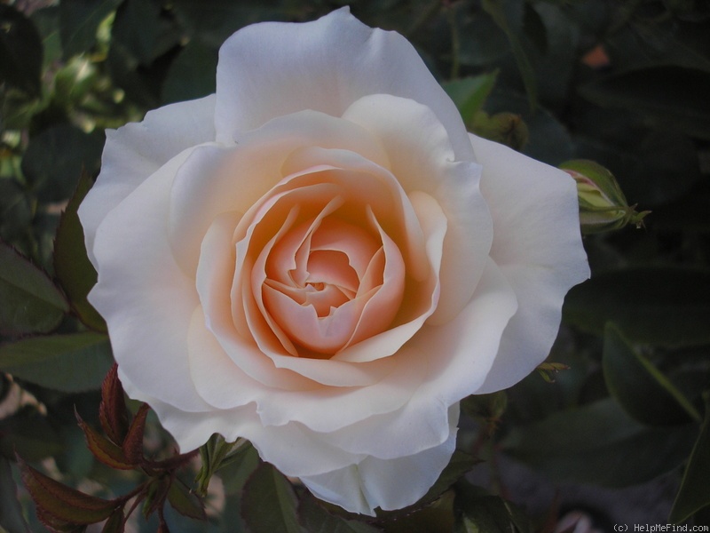 'Champagne Wishes' rose photo