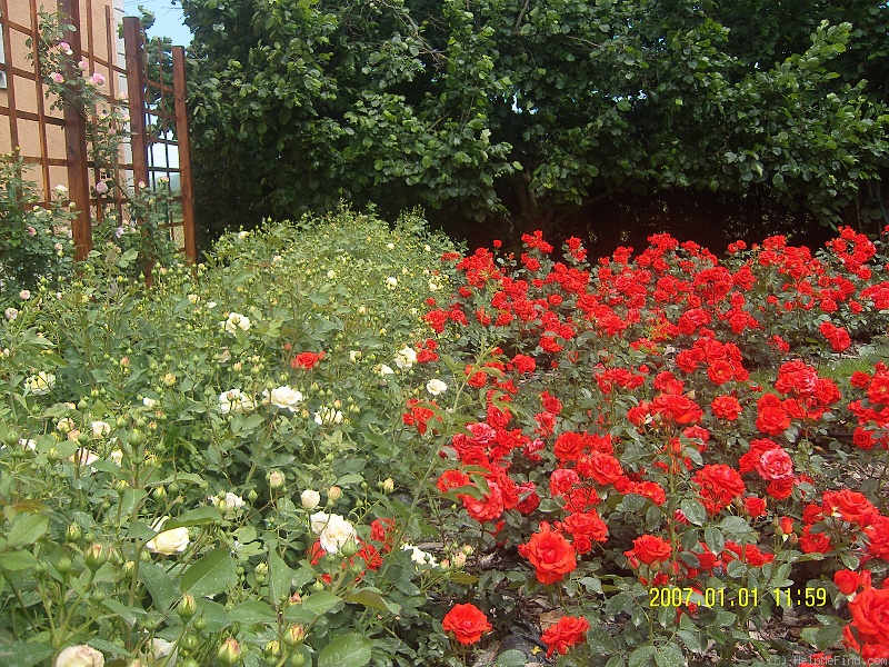 'Tchin-Tchin' rose photo