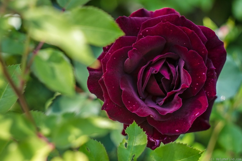 'Epoca Mondadori' rose photo