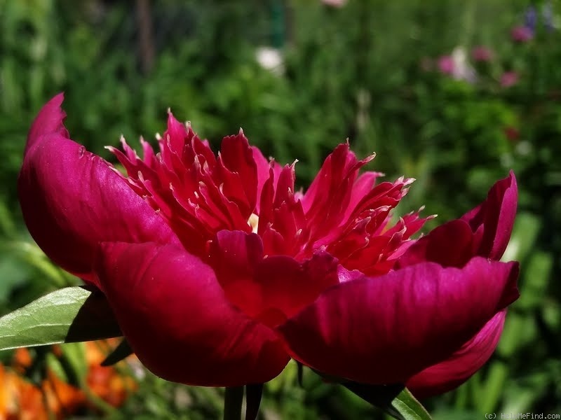 'Instituteur Doriat' peony photo