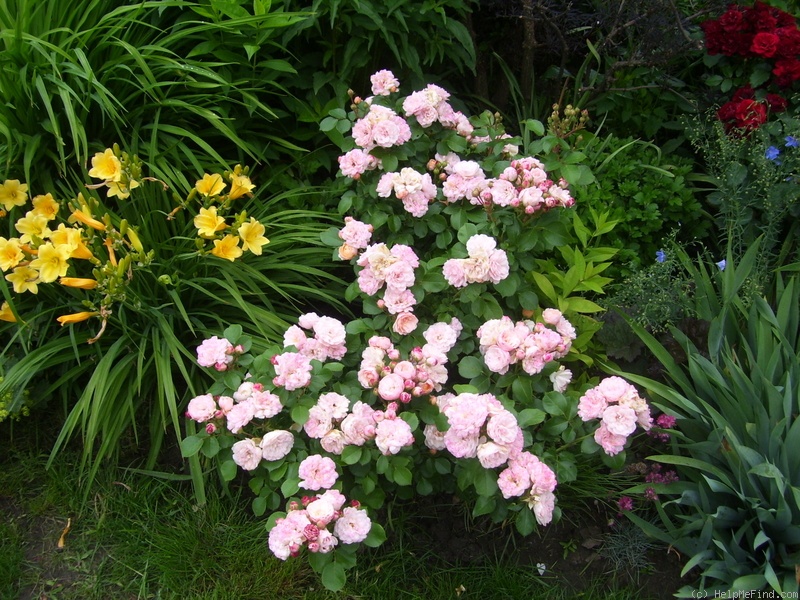 'Bordure Nacrée ®' rose photo