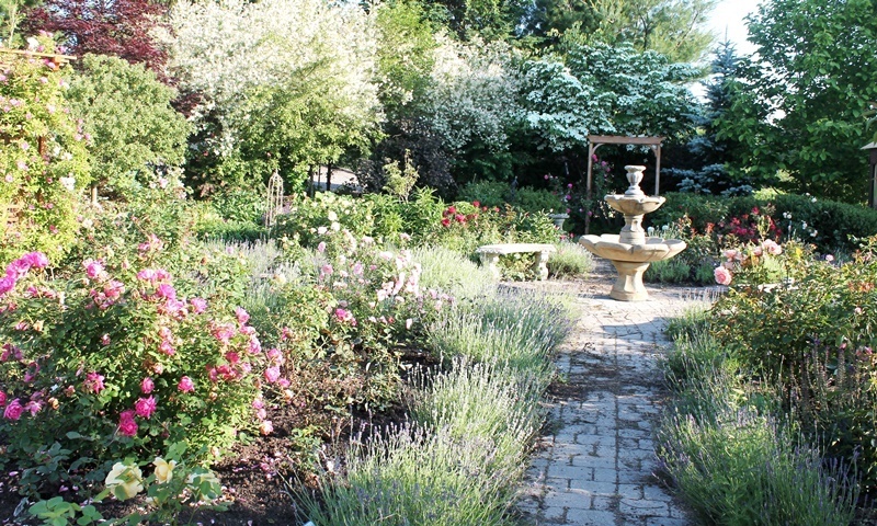 'The Wieder's Garden'  photo