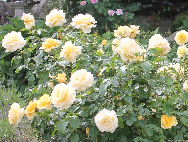 'Sunshine Daydream' rose photo