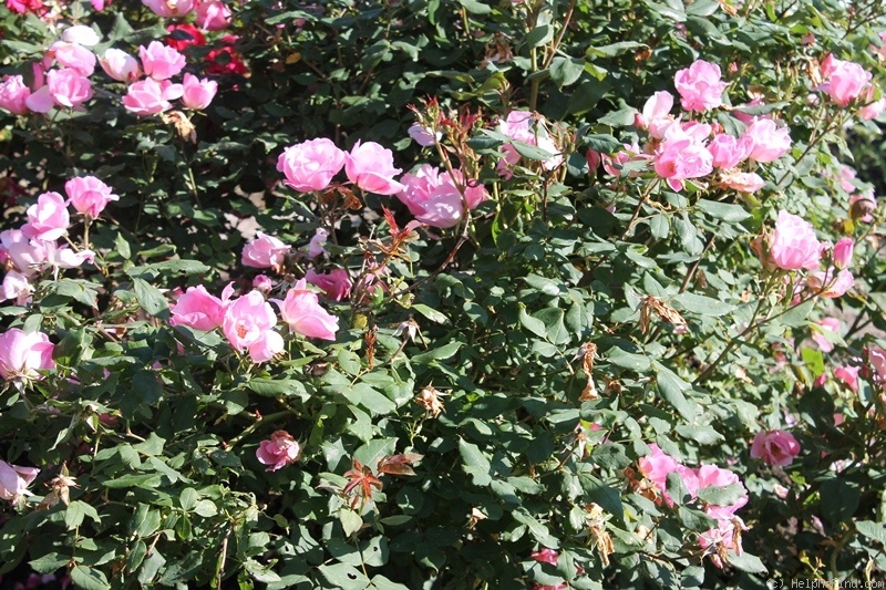 'Blushing Knock Out ®' rose photo